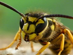 Yellow Jackets are a well-known member of the wasp family.